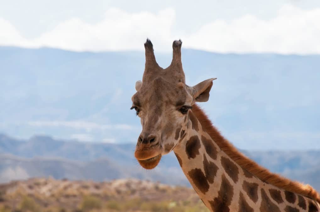 Giraffe in front of mountains