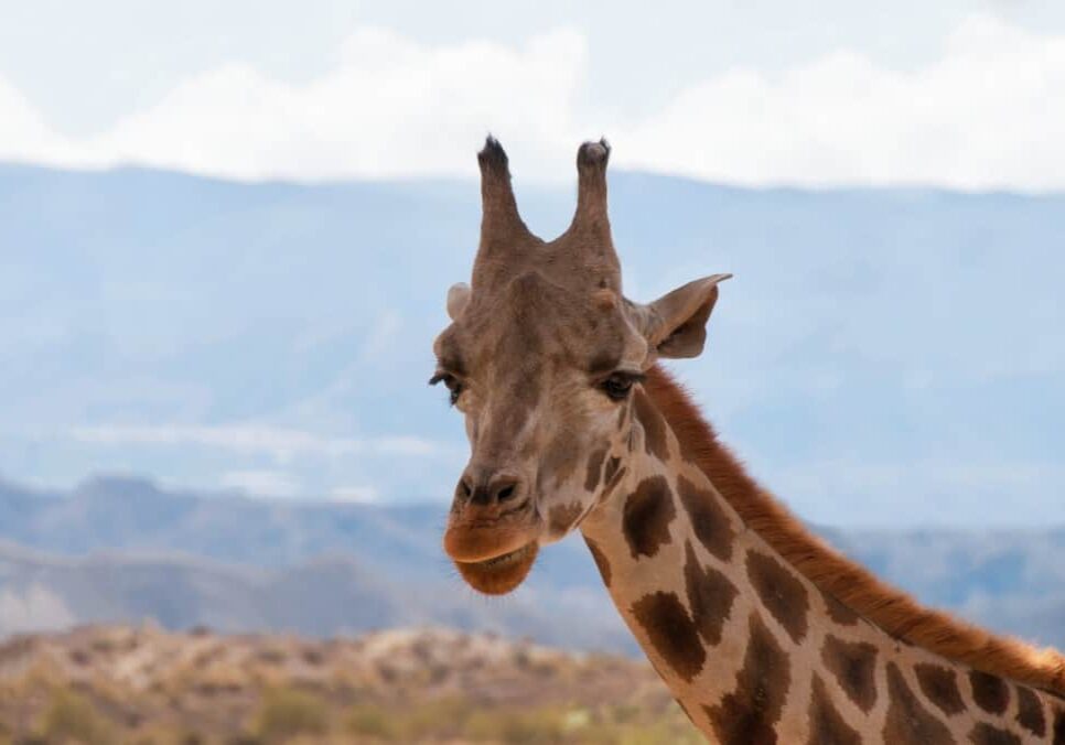 Giraffe in front of mountains